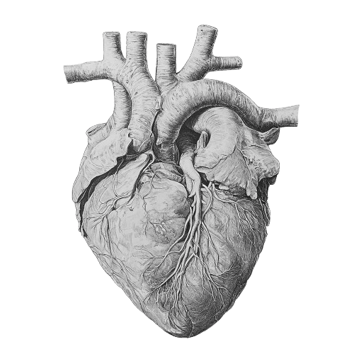 Anatomical heart