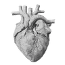 Opti ECG Logo - Interactive cardiac visualization tool