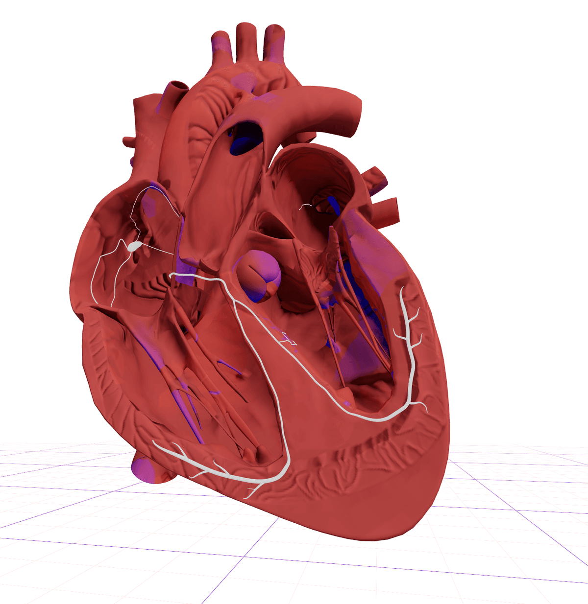 3D heart visualization showing cardiac electrical activity and ECG waveforms