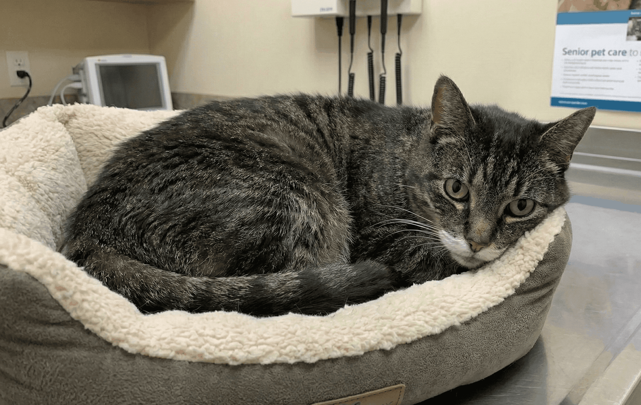 Complete Atrioventricular Block in a cat needing surgery